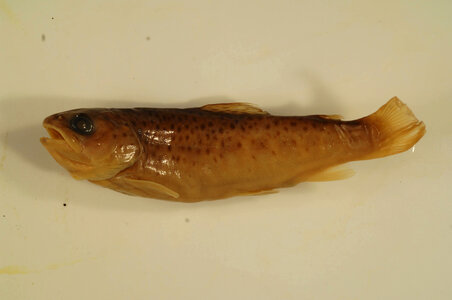 Salmo trutta-1