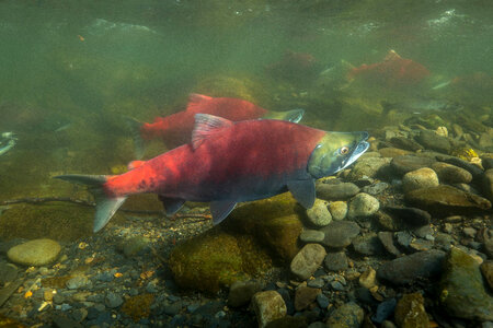 Sockeye Salmon-4 photo