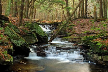 Creek ecology environment