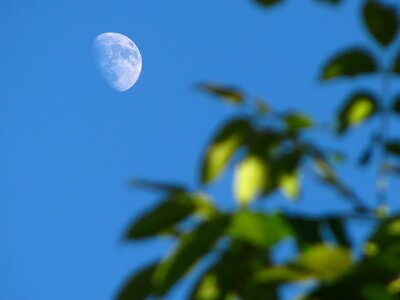 Blue sky tree bough