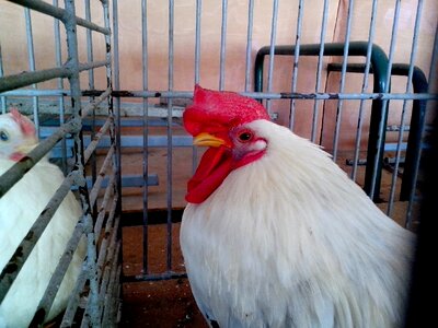 Bantam domestic white