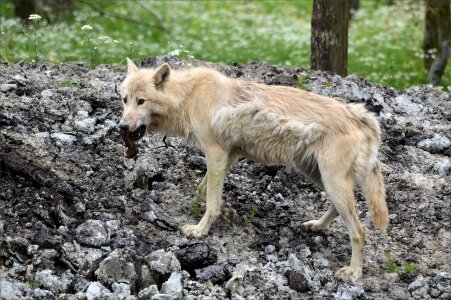 Canis animal wildlife photo