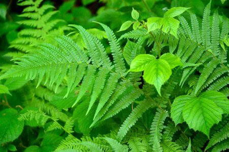 Plant green leaves