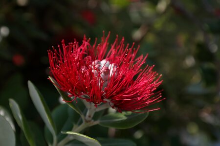 Flowers ironwood tree christmas photo