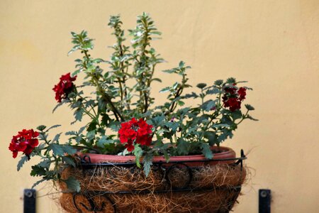 Decoration flowerpot outdoor photo
