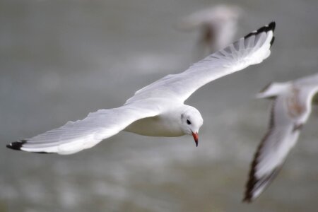 Flying lake sea photo