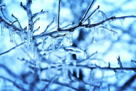 Cold dawn ice crystal photo