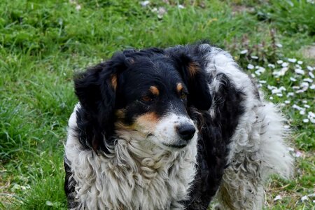 Green Grass pedigree dog photo