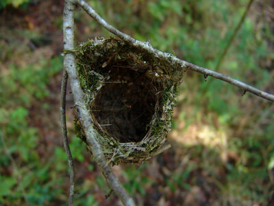 Vireo nest-2