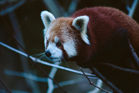 Red Panda Resting on a Tree photo