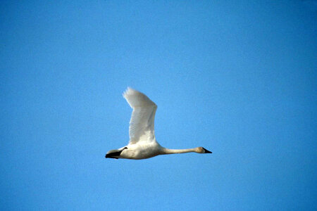 Tundra Swan in Flight photo