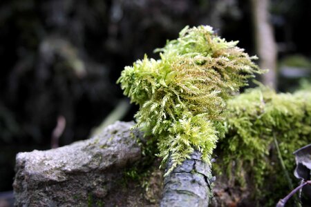 Forest floor moss flora