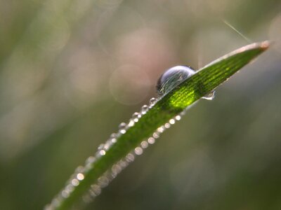 Dew droplet grass