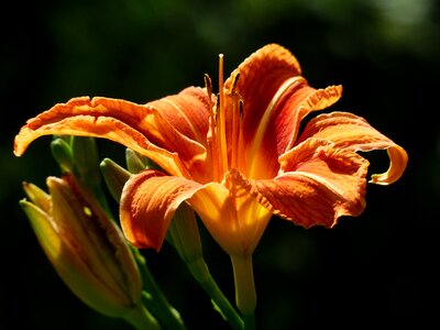 Brown red daylily web wardens daylily daylily photo