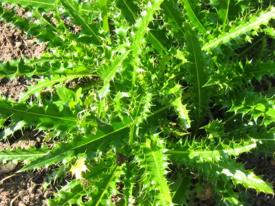 Green welted flora photo