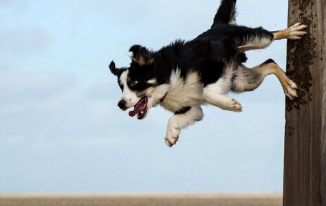 Dog show trick beach pole jump