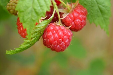 Beautiful Photo berry calorie