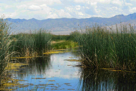 Stillwater marsh in Spring photo