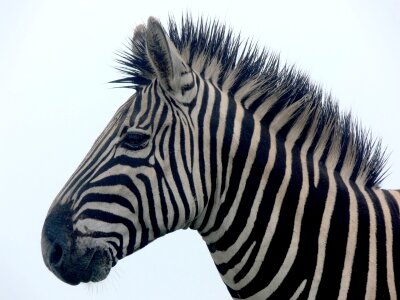 Mane damp wildlife