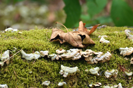 Autumn forest leaves