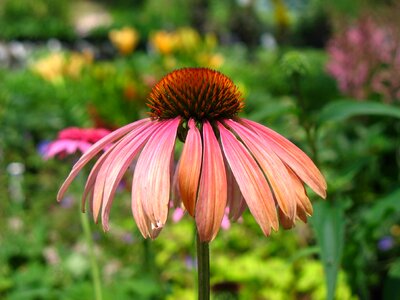 Echinacea garden blossom