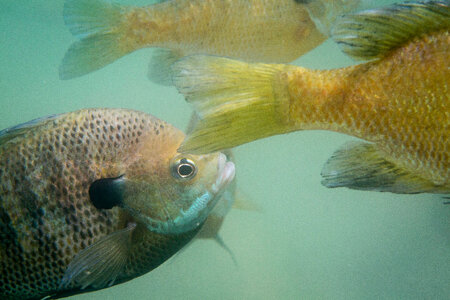 Several bluegills