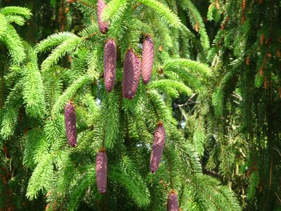 Nature pine cones plant