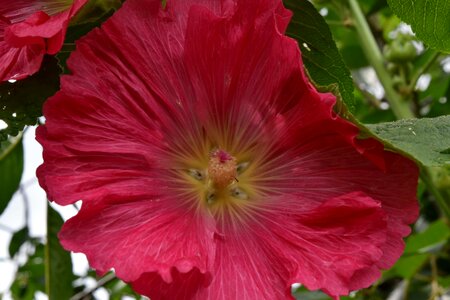 Exotic flower pink photo