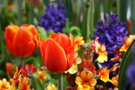 Tulips flower close up