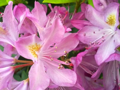 Vernal pink flower rhododendron