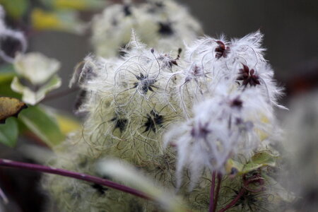 Withered blossoms photo