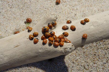 Sand wood ladybug