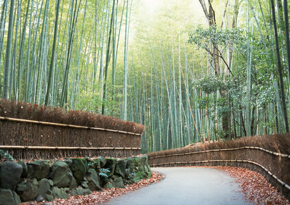 bamboo grove at Arashiyama, Kyoto Japan photo