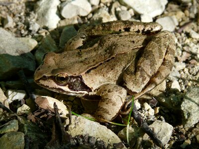 Rana temporaria animal brown