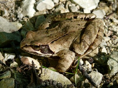 Rana temporaria animal brown photo