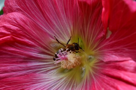 Bee detail honeybee photo