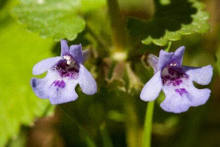 Lamiaceae blossom bloom