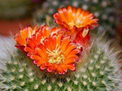 Orange plant arizona photo