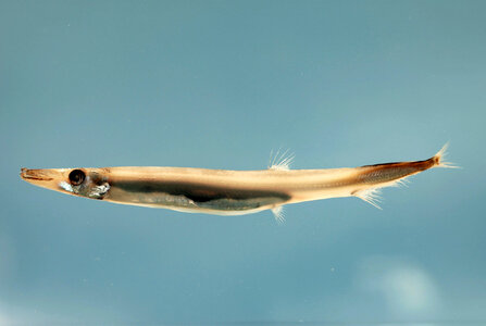 Barracudinas - Lestidium atlanticum