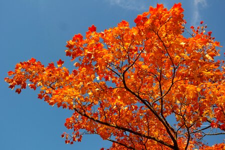 Fall color branch maple photo