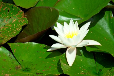 Lake rose aquatic plant white flower