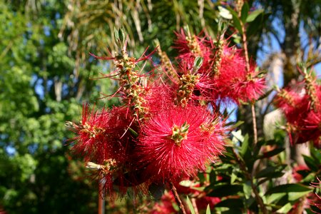 Delta plant flower