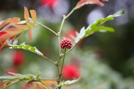 Spring nature grow