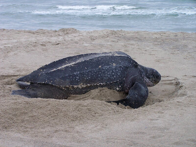 Close up of Leatherback turtle-2