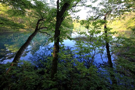 Daylight environment forest
