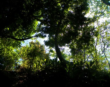 Costa rica tree organic photo