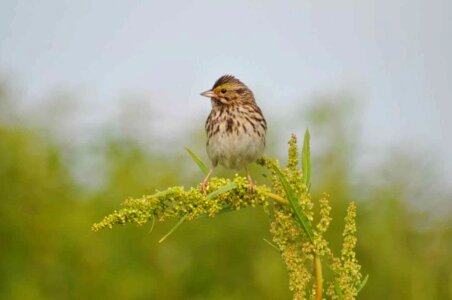 Grass Plants sparrow photo