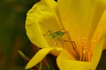 Animal arthropod beautiful flowers