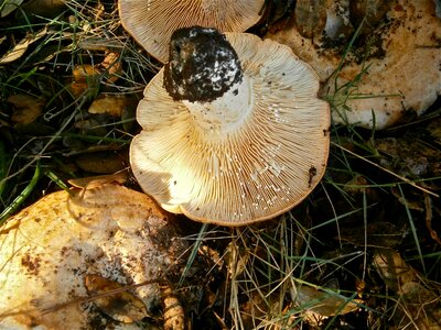 Fungi forest nature