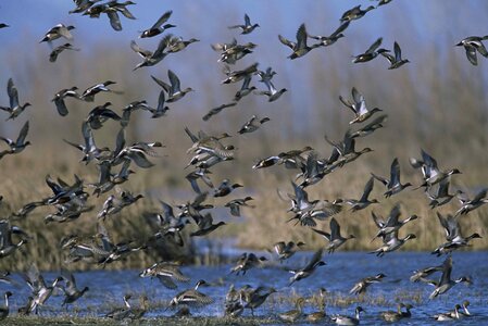 a flock of flying birds